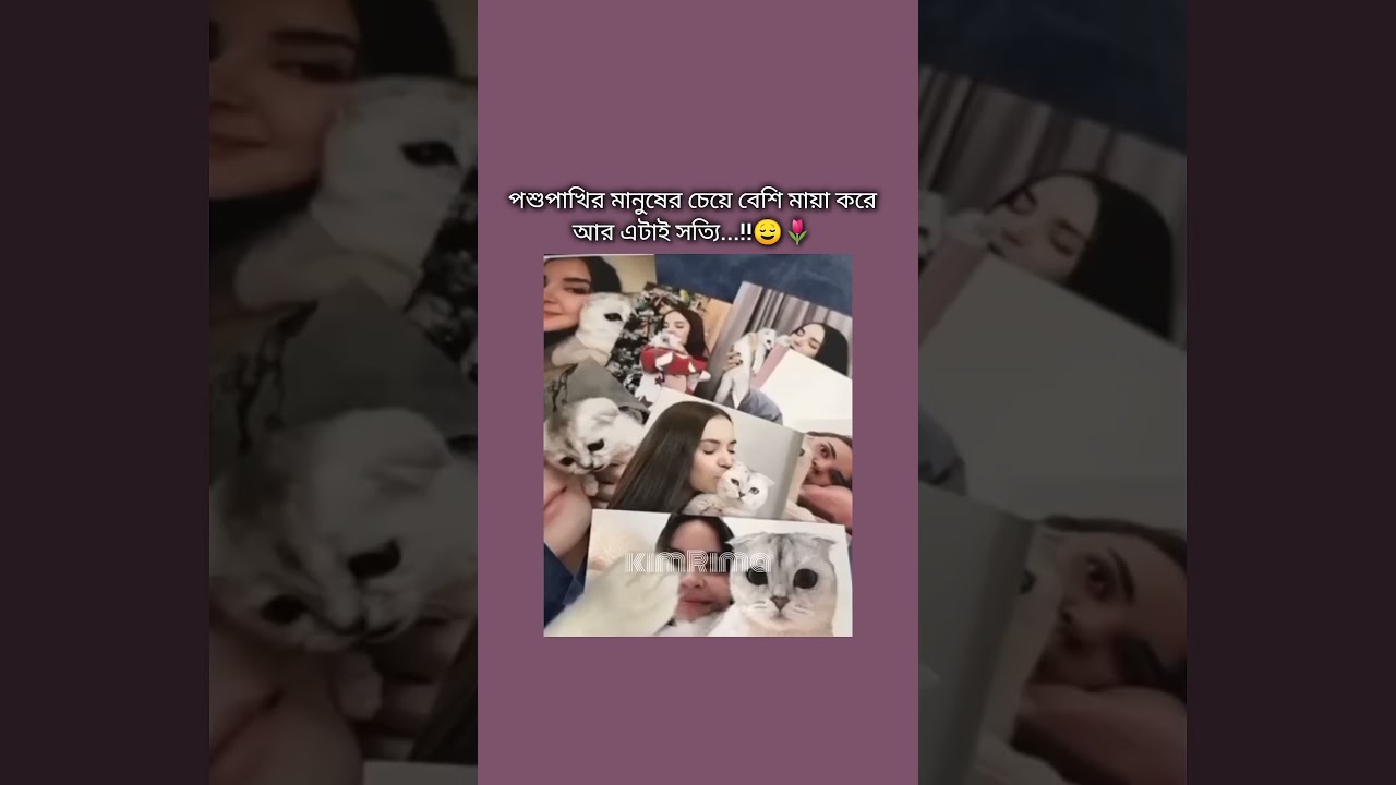 হুম এটাই সত্যি...(😌🌷 #foryou #cat #viralshorts #kimrima #views #1millionviews