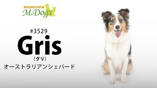 ペットモデル　Gris(グリ)