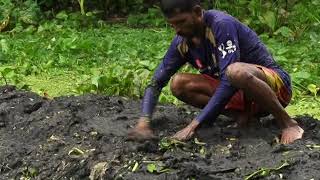 আমন ধানের ভাসমান বীজতলা