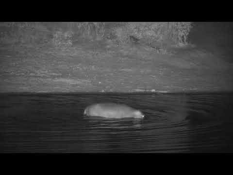 Djuma: Hippo returns - 23:47 - 11/12/21