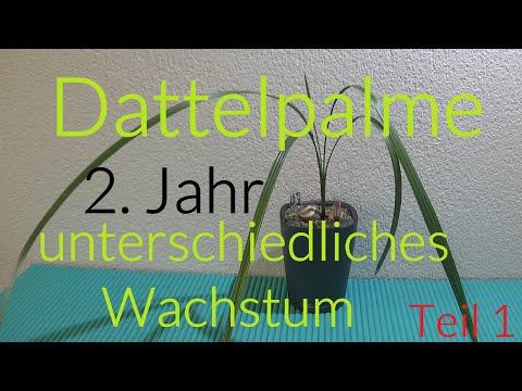 , title : 'Dattelpalme-2. Jahr unterschiedliches Wachstum-Teil1'
