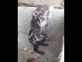 BUGIL Dikamar Mandi VIRAL Enion