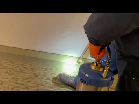 Ants Roaming the Hallway in Lanoka Harbor,...