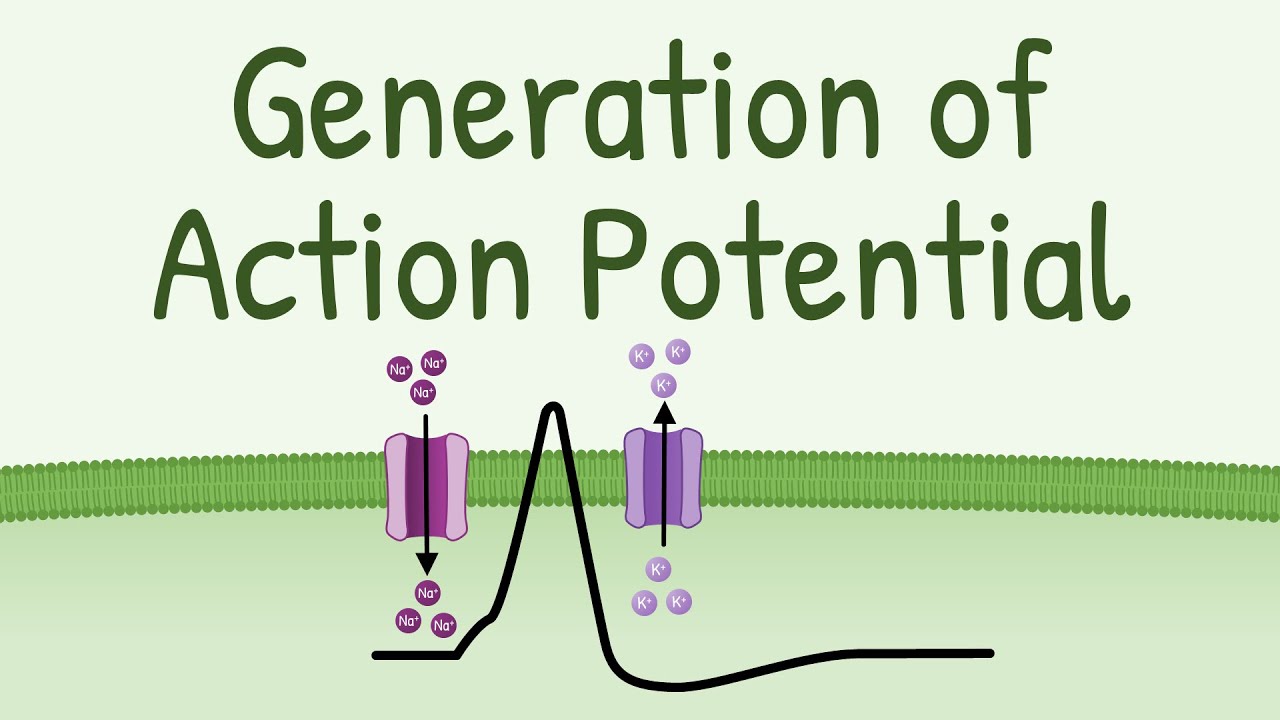 Generation of Action Potential | How Action Potential is Generated in neurons, muscles etc?