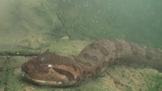Anacondas: Tracking Elusive Giants in Brazil