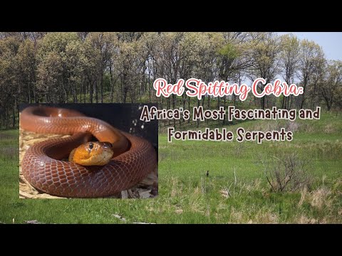 Red Spitting Cobra: Africa's Most Fascinating and Formidable Serpents #cobra #serpent #africa