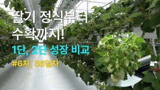 "56일차 2단 행잉베드 딸기 수확직전 대박 진행중!!! 딸기 농사 지으실분 꼭 보세요!(필독)
