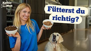 Trockenfutter oder Nassfutter - Das ist besser für deinen Hund!