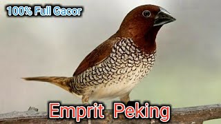 Download lagu Sound . Suara Burung Emprit Peking Full Gacor . 🔊 mp3 Download lagu Sound . Suara Burung Emprit Peking Full Gacor . 🔊 mp3