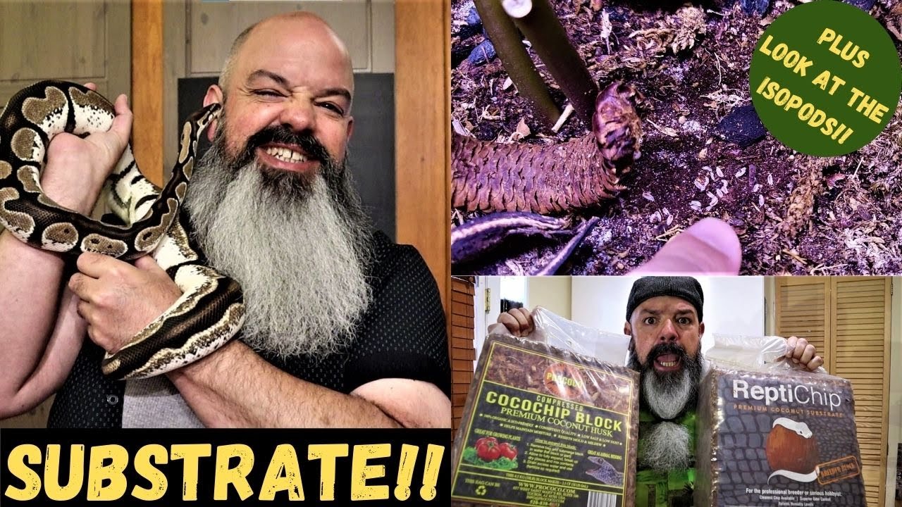 SNAKE BEDDING! What's the Best Substrate for a BALL PYTHON?