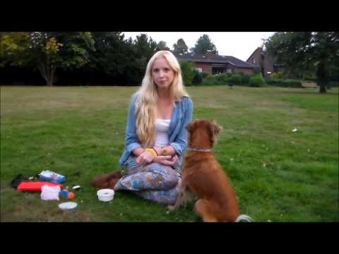 Clickertraining! Erste Übungen mit dem Clicker. Hundetrick. Hundekanal.