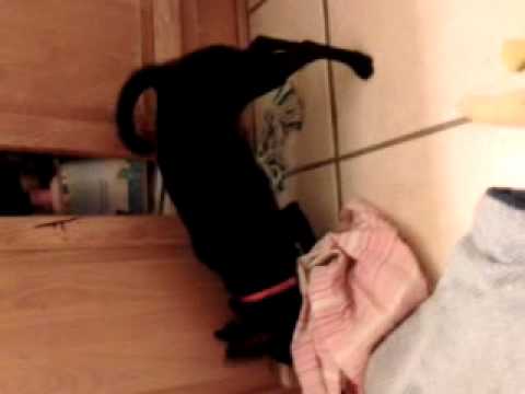 Pupious wants more food