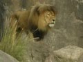 Disney S Animal Kingdom S Kilimanjaro Safari Lion ROARS