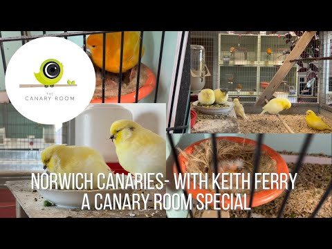 Norwich Canaries With Keith Ferry - A Canary Room special