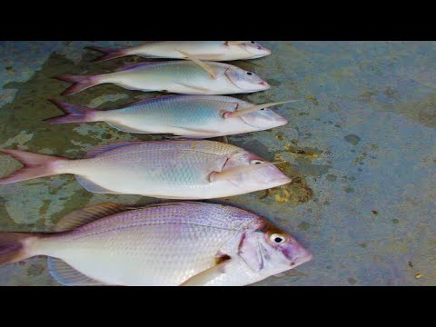 Porgy (scup) and Sea Bass Fishing from Boston Massachusetts part 4