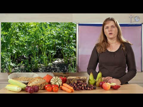 Sonntagschule - Früchte die wir bringen können (#Kinderstunde #Kinderkirche #Kindergottesdienst)