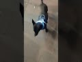 Crazy Crazy My Dog OMG