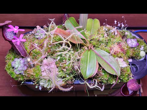 Growing carnivorous plants in hydroponic system - 7-month update