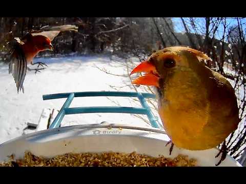 Feeder Traffic: Birds Being Birds for 32 Minutes