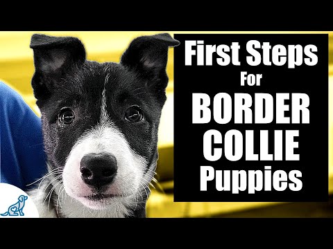 Border Collie Puppy Training - 10 Skills To TEACH FIRST!