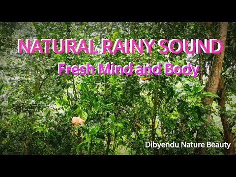 Natural Rainny Sound / Heavy Rain in Forest ....