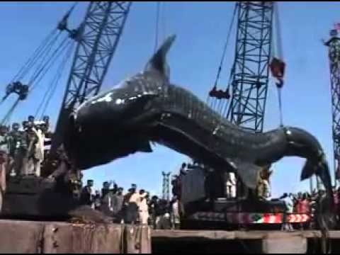 pourquoi la baleine n'est pas un poisson