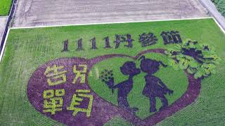 2023 苑裡二期稻作 找稻幸福丹參派對