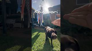 もちと鯉のぼり #犬 #ラブラドール #こどもの日 #鯉のぼり #犬動画 #dog #labrador #dogshorts #koinobori #fypage