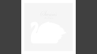 Swans