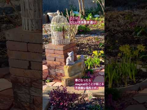 コールドフレームの作り方は？春に向けて準備万端！  庭園