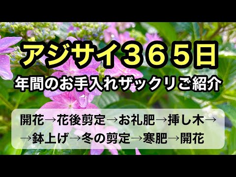 開花アジサイ 雨がもたらす不可逆的なダメージ 植物 花