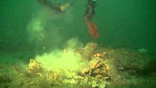 Lobster Dinner or "Lobster Terror"