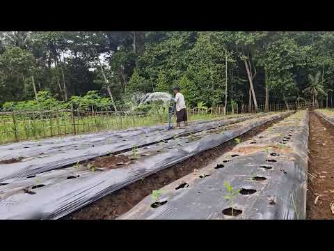 NEXT LEVEL FARMING! MODERN HOSE AND MACHINE SYSTEM WATERS MASSIVE FIELDS QUICKLY-Agriculture Farming