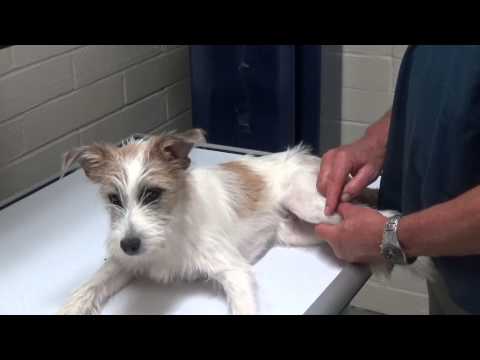 Video di un veterinario ad un cane che zoppica