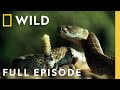 World S Most Venomous Snakes Ultimate Faceoff Full Episode When Predators Attack