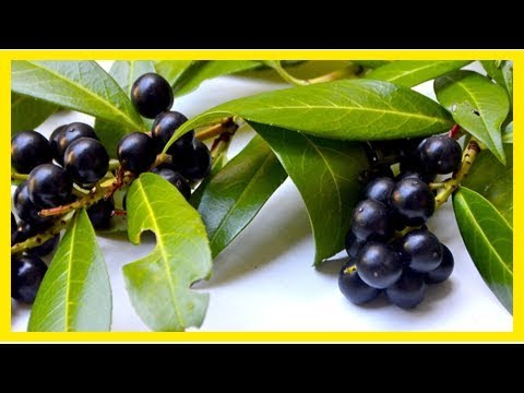 Kirschlobeer schneiden: Eine Anleitung für den richtigen Schnitt