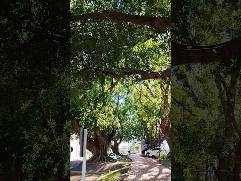 10/12/25, Maracajú, MS.#viagem #turismo #matogrossodosul #maracaju