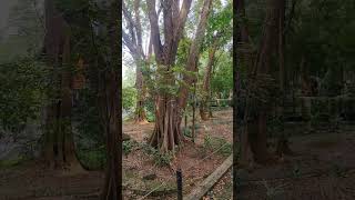 Download lagu Listen to the nature 🍄‍🟫 tewatta church #travel #church #nature mp3