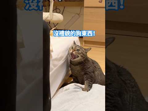聽到舅舅講話就生氣🔥舅舅還想摸摸！？【麻吉太郎】 #癱瘓貓 #貓 #可愛 #cute #shorts