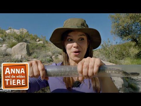 Das Rasseln der Klapperschlange | Reportage für Kinder | Anna und die wilden Tie