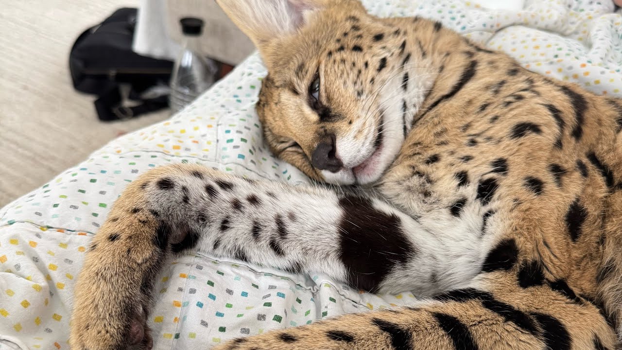 Wait, servals can be nice and loving??