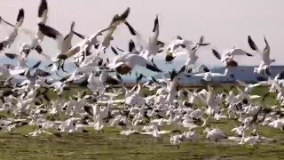 The High Violets // Bells