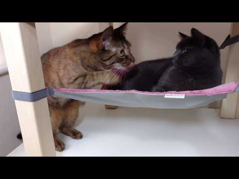 Видеообзор