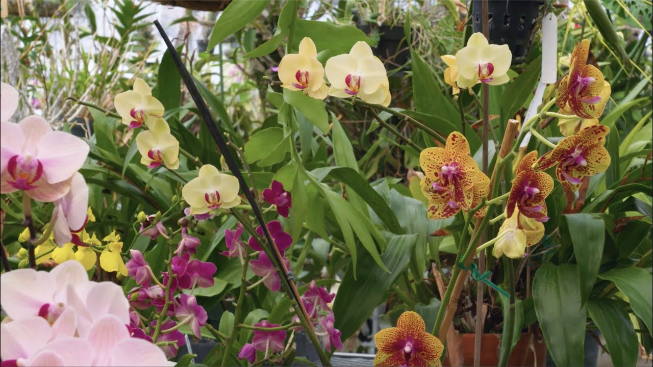 50 Years of Tucson Orchids