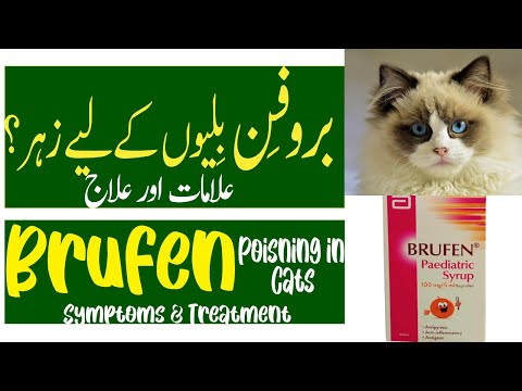 Ibuprofen Poisning in Cats|Signs and Symptoms|Treatment|Urdu/Hindi|English Subtitles|Vet.Ibrahim|