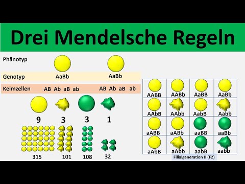Mendelsche Regeln [1. Uniformitätsregel + 2. Spaltungsregel + 3. Unabhängigkeitsregel] - [Biologie]