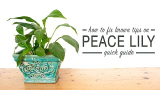 How to Prune Brown Tips on a Peace Lily (Quick Guide)