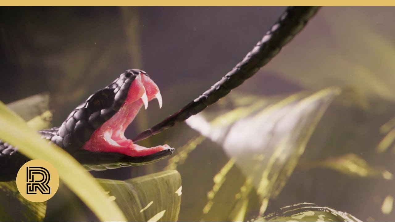 CGI 3D Animated Short: 