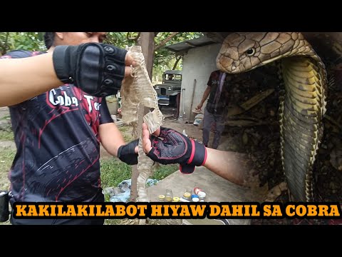 TOL COBRA HINAGIP NI KAMATAYAN SA SAKMAL NG COBRA#cobraprince #cobraking #tolcobra