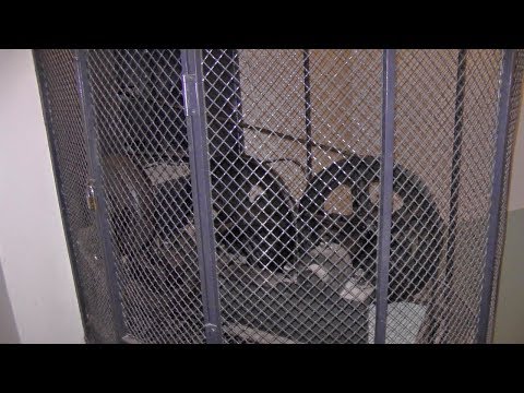 Classic Graham Brothers traction elevator @ Tegnérgatan 39, Stockholm